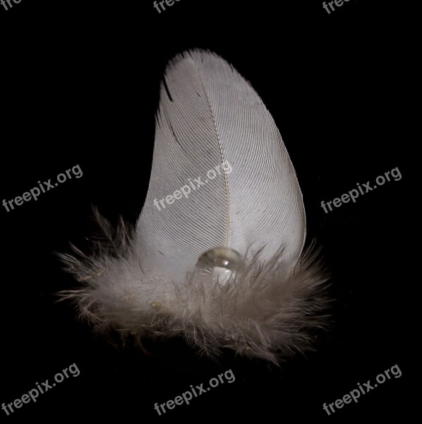 Feather Drip Close Up Bird Feather Macro