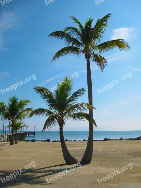 Palm Tree Sunny Palm Tree Tropical