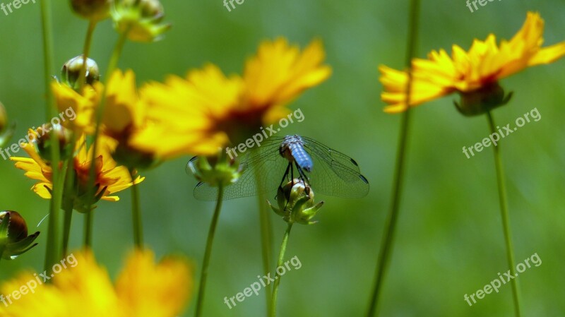 Plant Flower Blossom Insect Dragon Fly