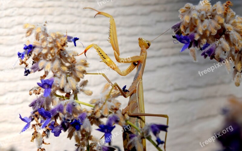 Animal Insect Praying Mantis Hunter Face