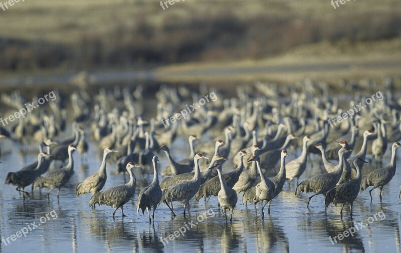 Sandhill Cranes Birds Wildlife Flock Nature