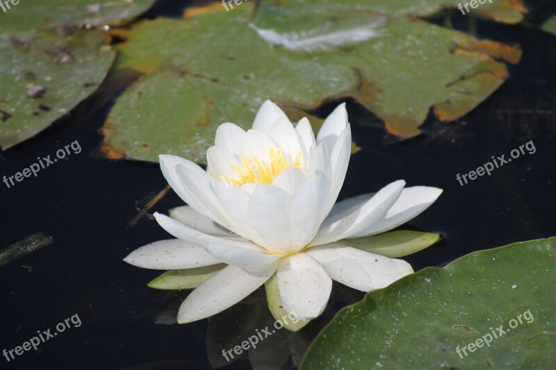 Lily Lily Pad Marsh Flower Water