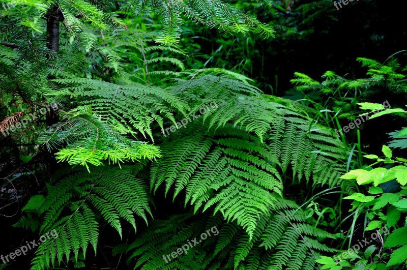 Nature Fern Greens Free Photos