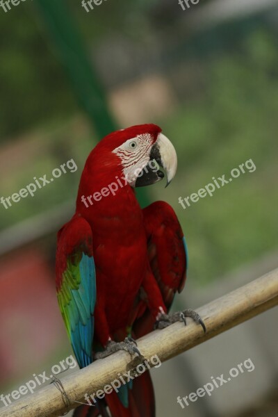 Macau Macao Macaw Bird Colorful