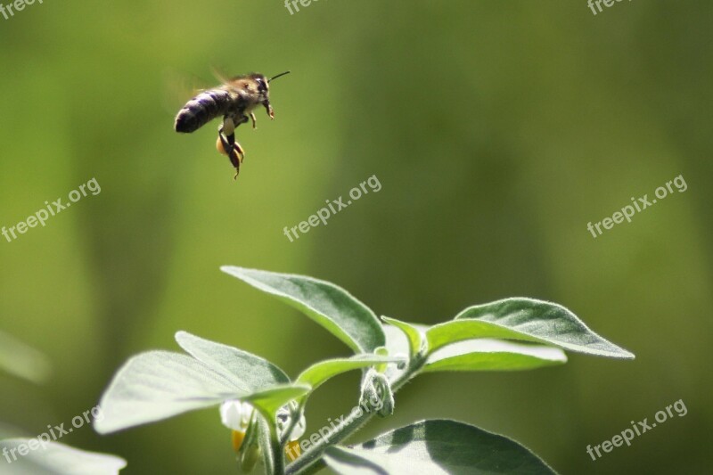 Fly Bee Flower Insect Apis