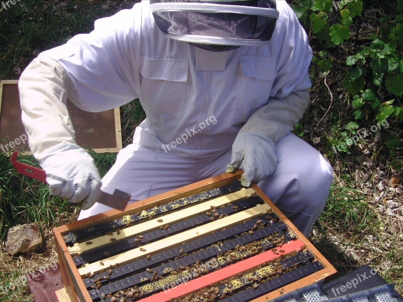 Hive Apis Mellifera Bee Beekeeping