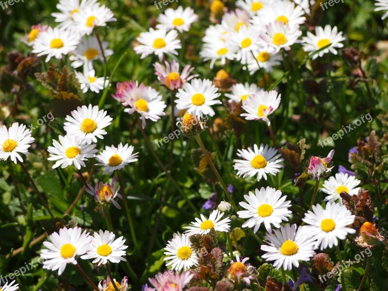 Flowers Flower Meadow Thompson Margaret Spring Flowers