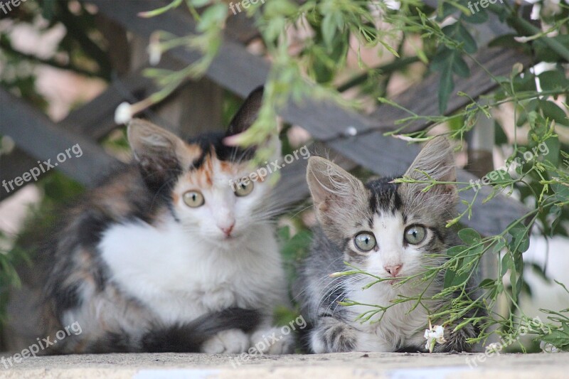 Kittens Cats Beautiful Cats Greece Chios