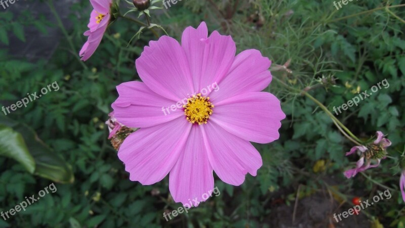 Cosmea Merchant Louis Moss Little Flower Flower