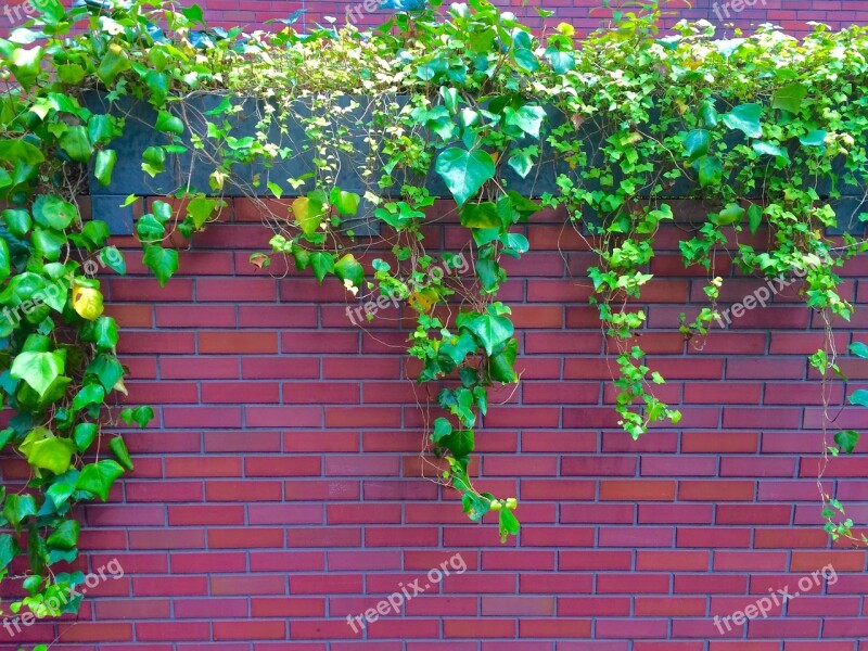 Ivy The Vine Fence Wall Aoyama