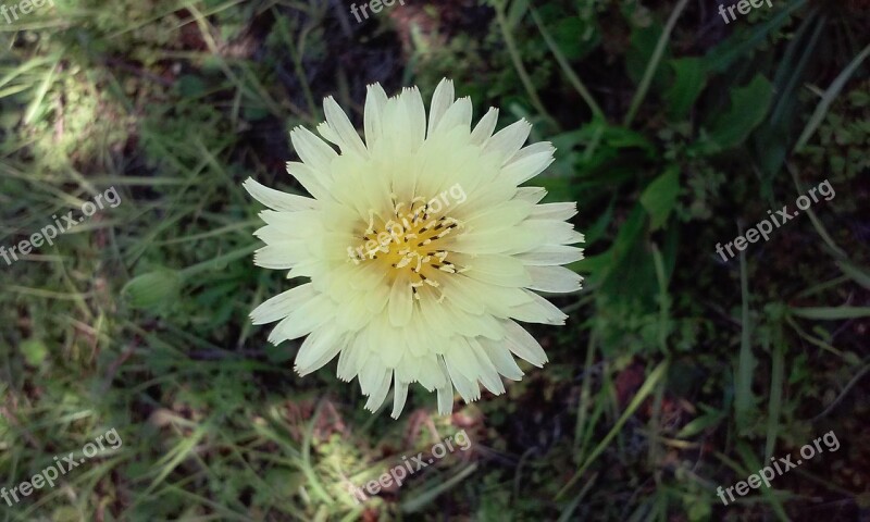 Flower Florida Nature Bloom Flowering