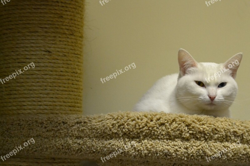 Cat White Pets White Cat View