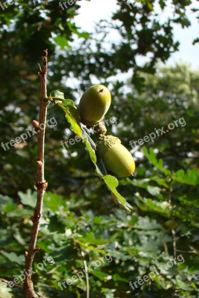 Autumn Acorns Forest Leaves Free Photos