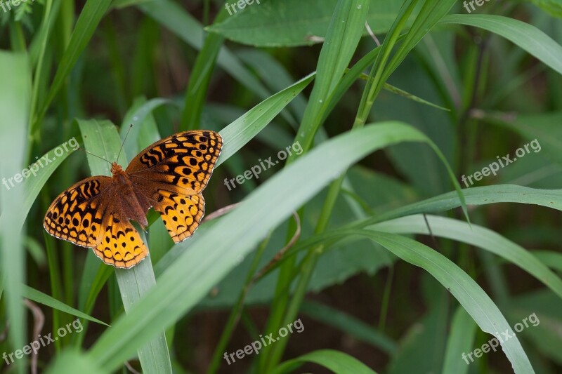 Great Spangled Fritillary Butterfly Insect Macro Nature