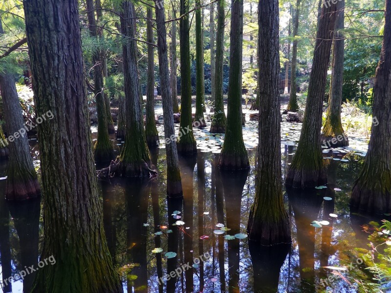 Metasequoia Serenity Forest Free Photos