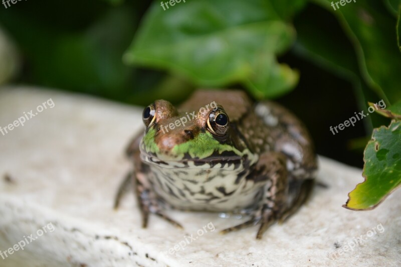 Frog Green Water Wildlife Amphibian