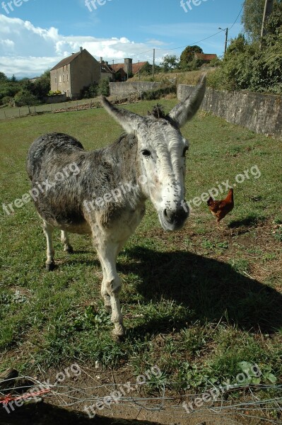 Donkey Chicken Animals Hen Farm