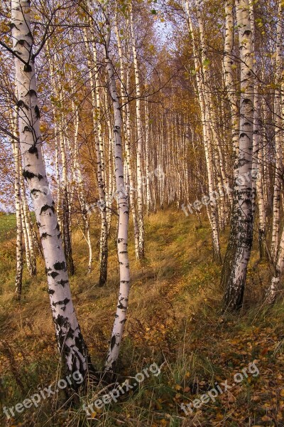 Birch Forest The Path Tree Autumn