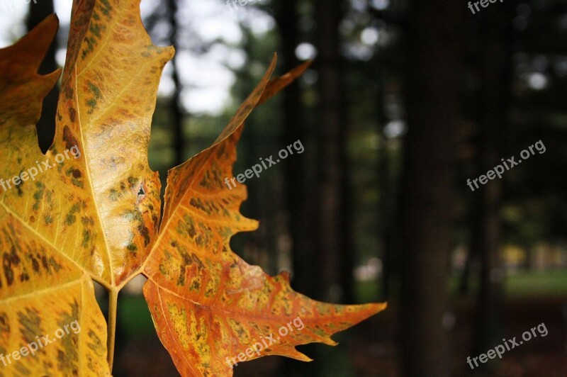 Leaf Autumn Dried Leaves Shallows Tree