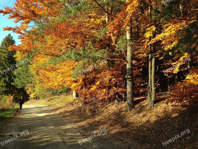 Way Forest Autumn Tree Landscape