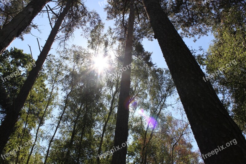 Forest Trees Sun Look Up Free Photos