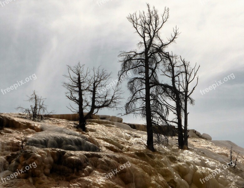 Trees Death Sulfur Usa National Park