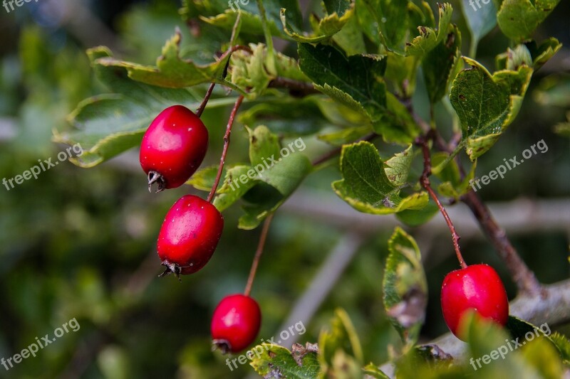 Flour Berries Red Fruits Plant Berries