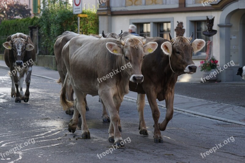 Cattle Show Appenzell Village Cows Bruchtum