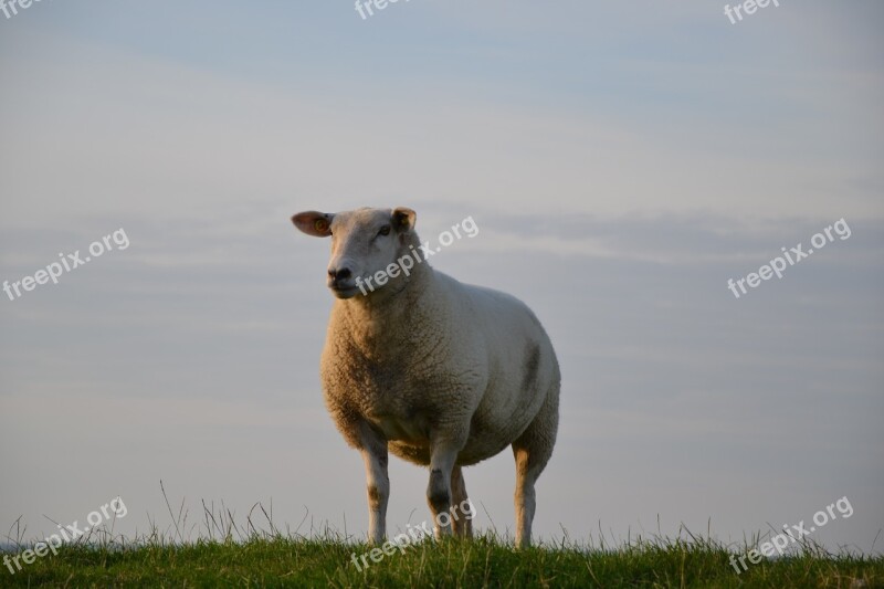 Sheep North Sea Coast Animal Nature Free Photos