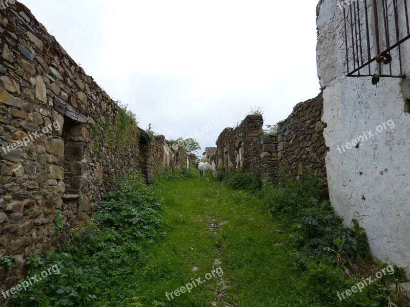 Horse Abandoned Shrubs Ruins Stones