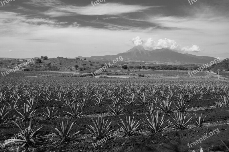 Black And White Volcano Agave Landscape Colima