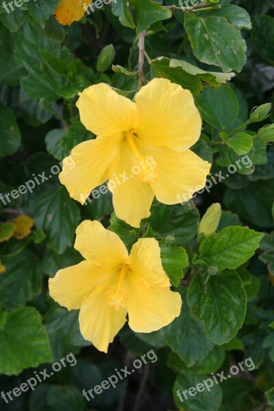 Yellow Hibiscus Leaf Green Ishigaki Island