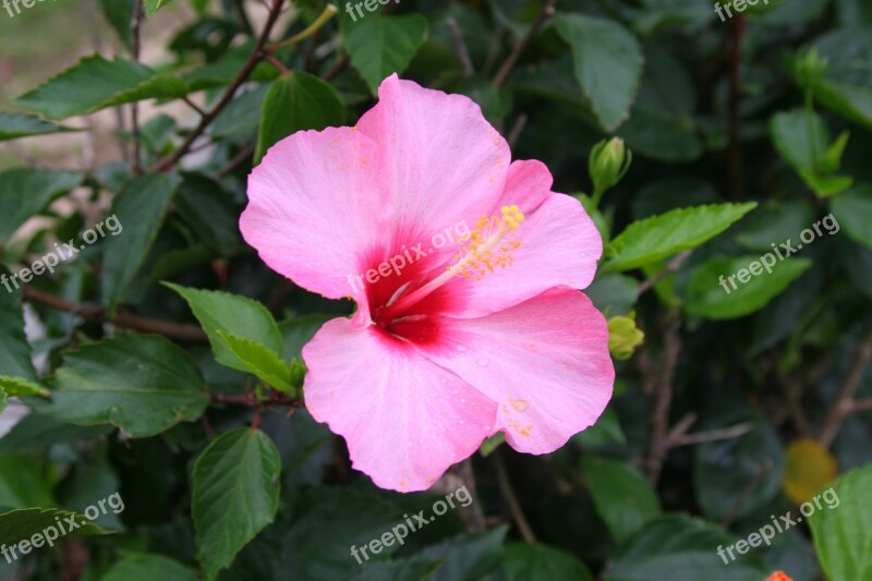 Hibiscus Pink Refreshing Wind Of Autumn Subtropics