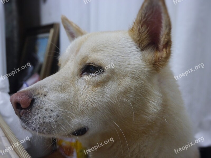 Taro Dog Okinawa Ishigaki Island Based On Stray Dogs