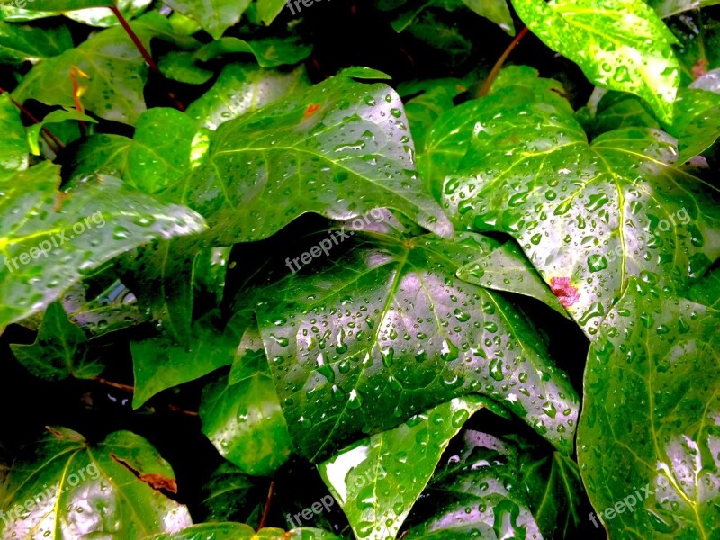 Ivy The Vine Drop Of Water Rain Water Flower Bed