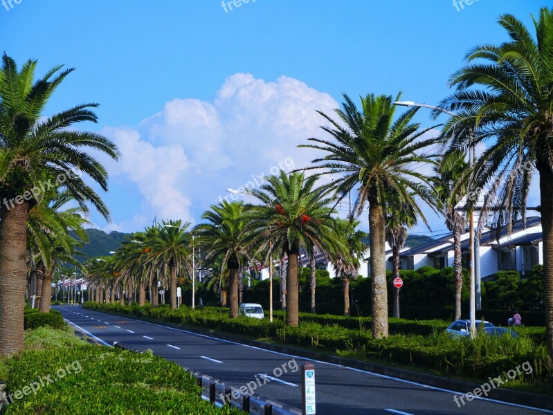 Palm Trees Tree Lined Blue Sky White Cloud