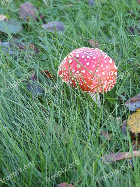 Fly Agaric Red Heinikko Toxic Autumn