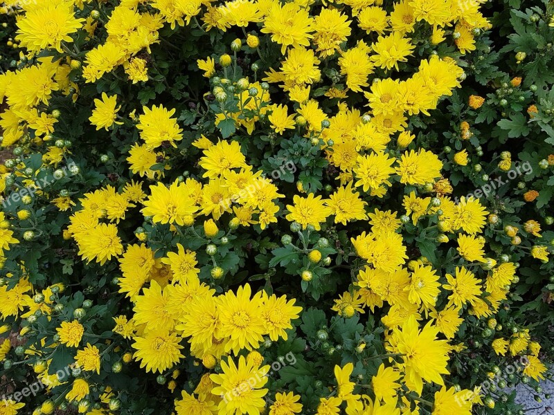 Autumn Chrysanthemum Small Yellow Flowers Yellow Chrysanthemums Yellow Flower