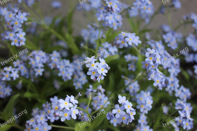 Crocus Forget-me-not Blue Kvítek Flower