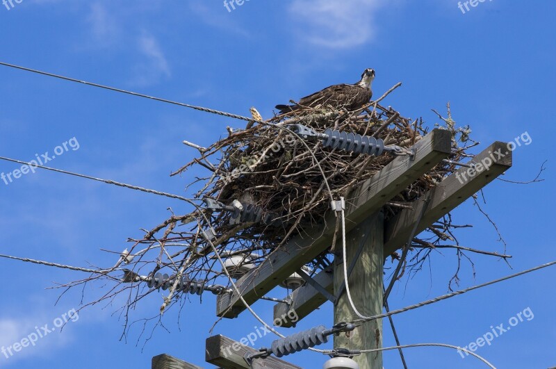 Osprey Bird Of Prey Bird Wild Nature