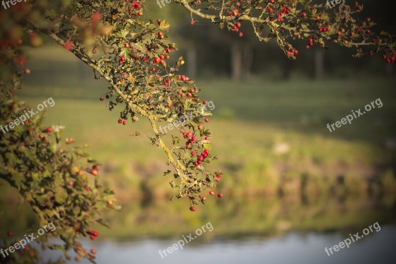 Crataegus Autumn Water Landscape Fall Hawthorn Fruit