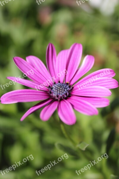 Violet Flower Purple Purple Flowers Free Photos