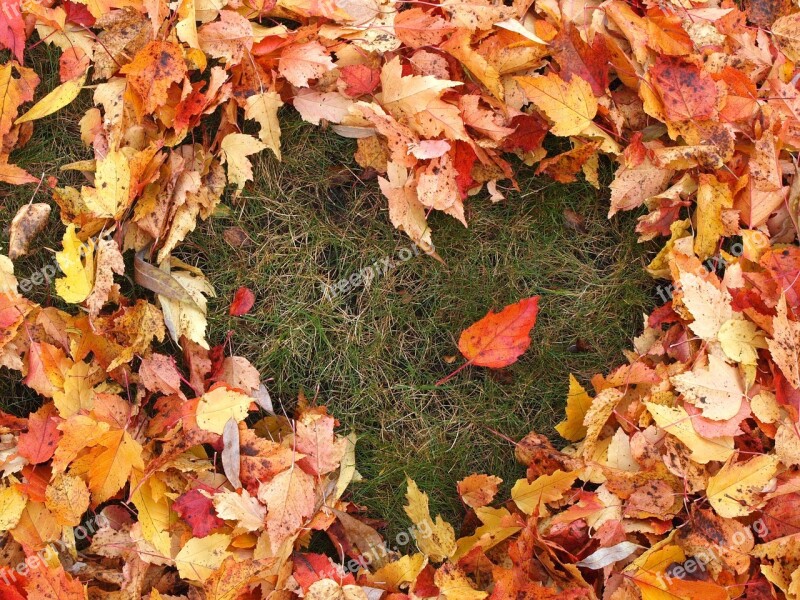 Autumn Love Heart Fallen Leaves Grass