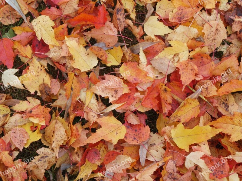 Fallen Leaves Autumn Yellow Leaves Golden Autumn Background