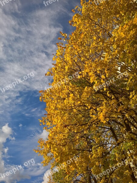 Golden Autumn Yellow Leaves Sky Clear Day Autumn Leaves