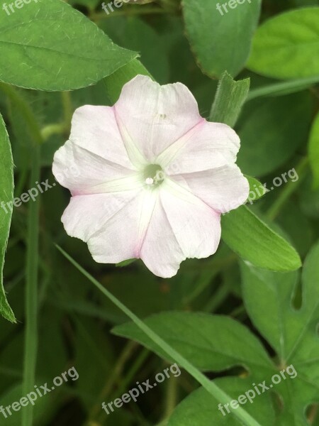 Flower Jasmine Nature Fragrance Garden