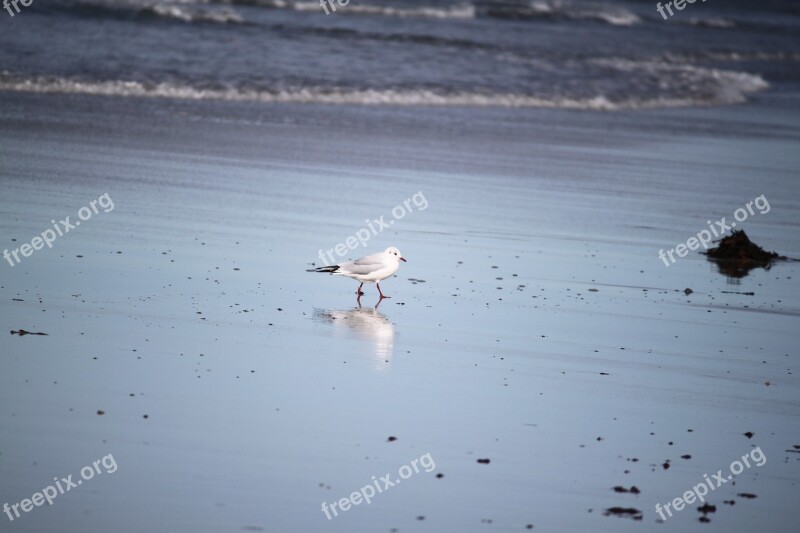 Bird Mirrored Seagull Lonely Same