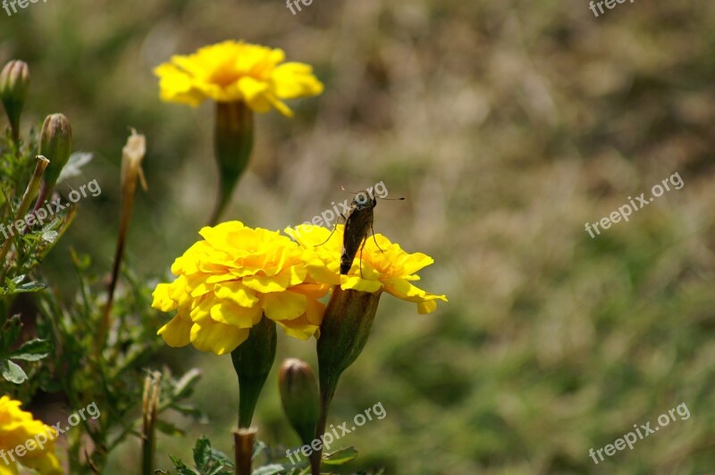 Flowers Huang Natural Free Photos