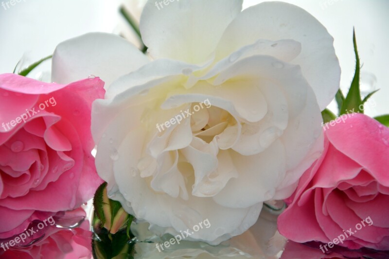 Pedals Icebergs Roses Fragrant Free Photos