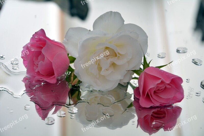 Icebergs Roses Spring Pedals Pink And White